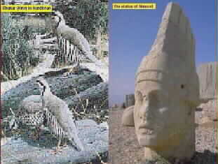 The very Popular Bird of Chukar and The Statue of Nemrud